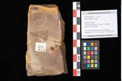 Foto (Objekt + Etikett) von Myrica lignitum Unger (NHMW-GEO-2024-0188-0573)